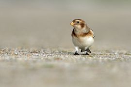 Een welkome wintergast