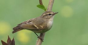 Humes bladkoning / Ruwan Aluvihare