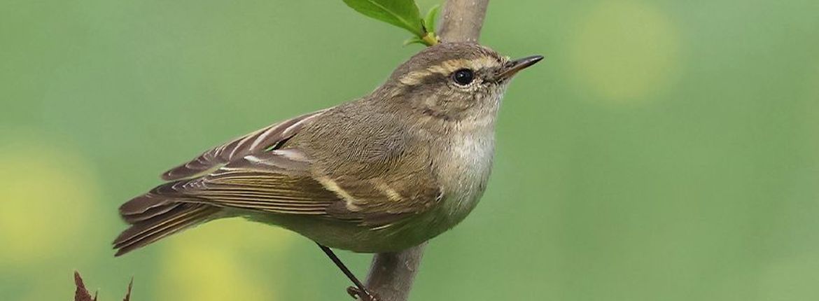 Humes bladkoning / Ruwan Aluvihare