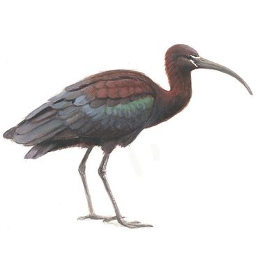 Zwarte ibis / Elwin van der Kolk