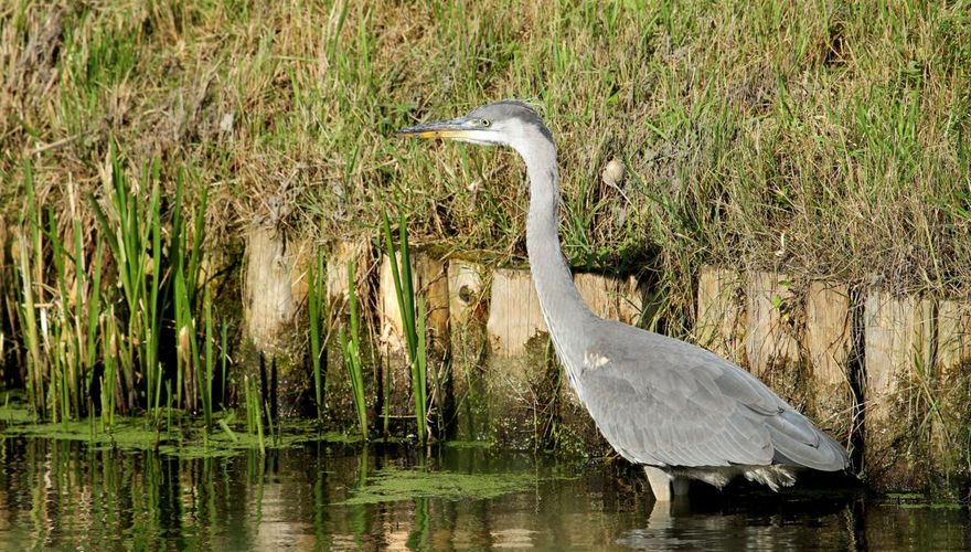 Blauwe reiger / tom van kerkhoff