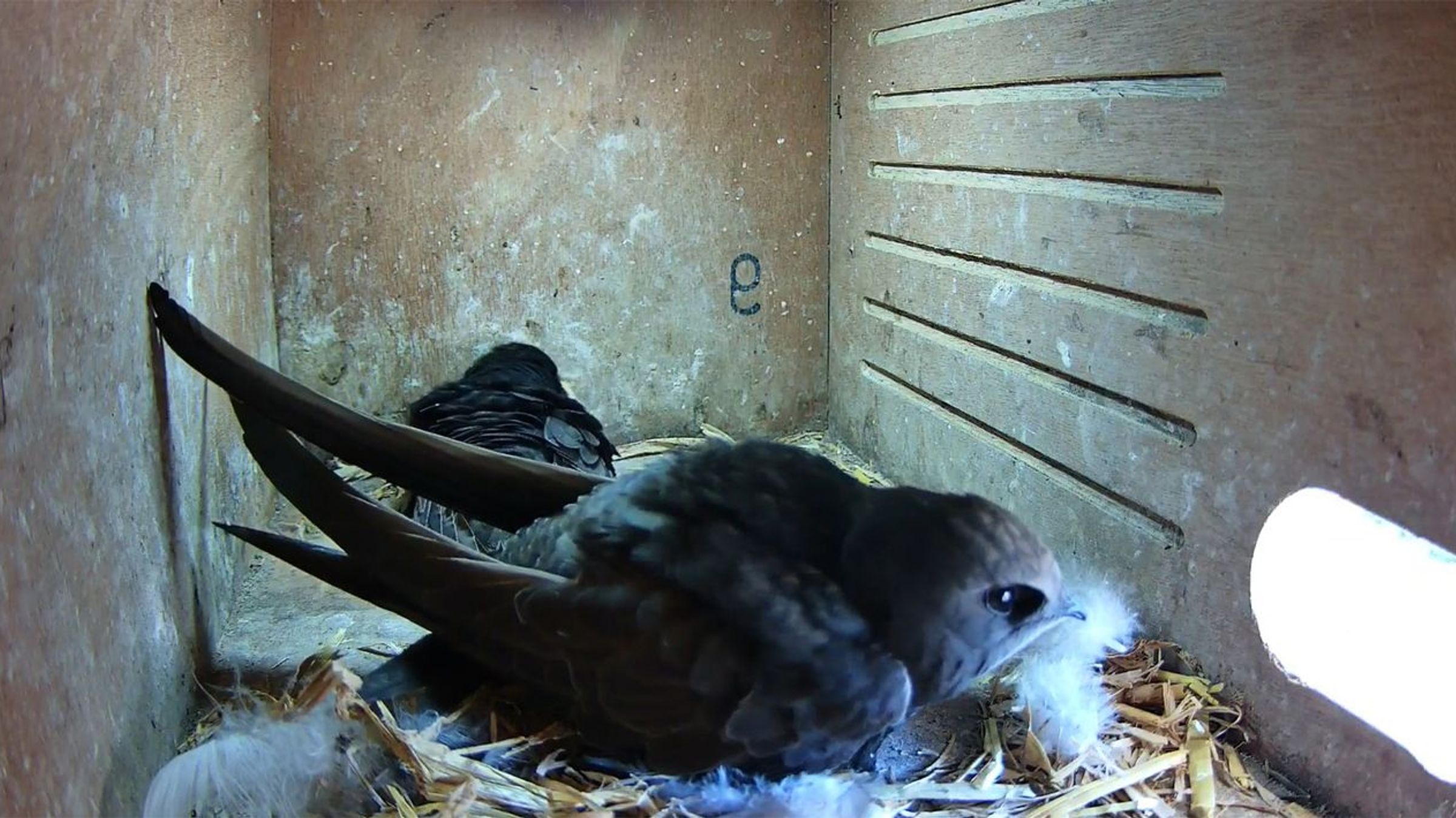 Gierzwaluw Beleef de Lente