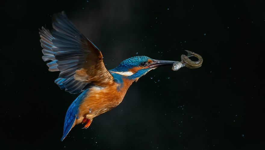 IJsvogel / Wouter Roepel