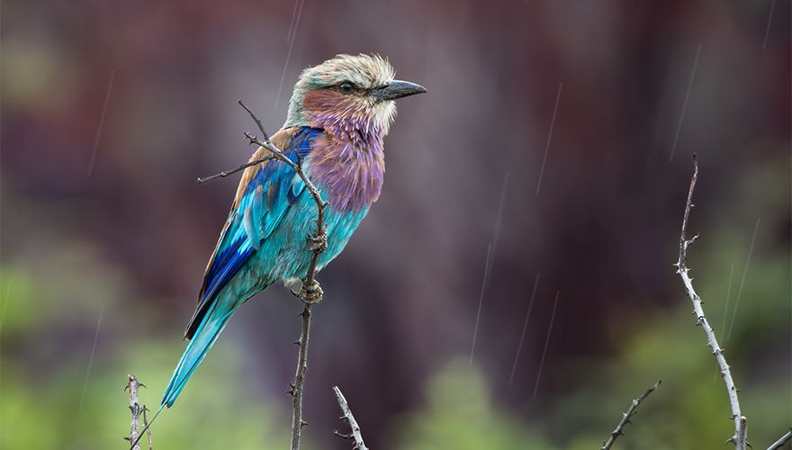 Scharrelaar / Robert van der Sluis