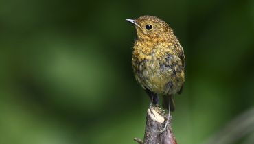 Jonge roodborst / Shutterstock