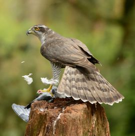 Er is maar een winnar
