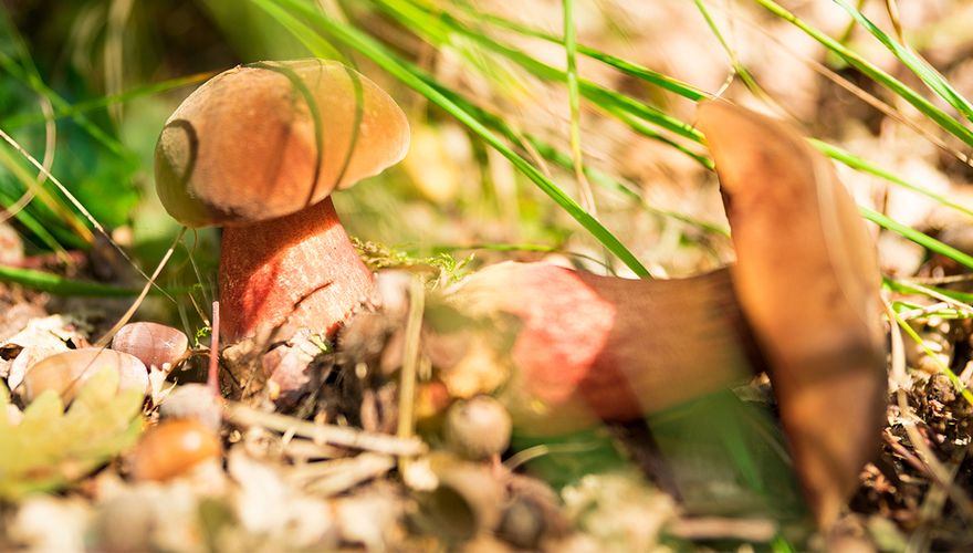 Paddenstoelen Oisterwijkse bossen / Shutterstock