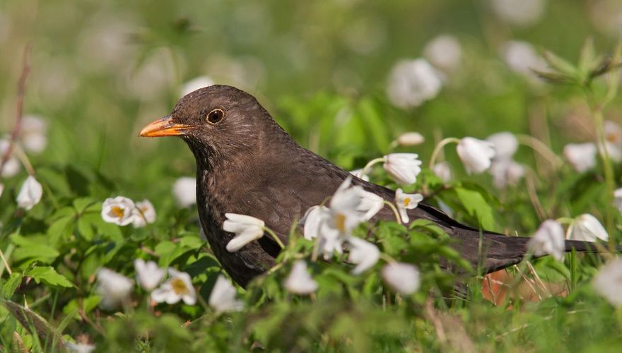 Merel bosanemoon / Shutterstock