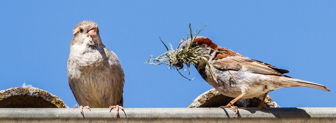 Huismus / Shutterstock