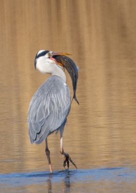 Het oog was groter dan de maag