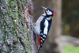 Vakantie op de Veluwe 