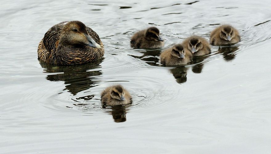 Eider / Jelle de Jong