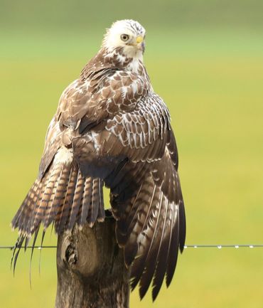 Buizerd / Henk Reuvekamp Fotogalerij