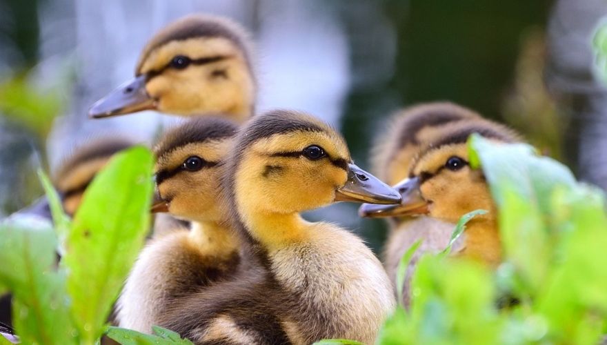 Mogen We Nog Eendjes Voeren Vogelbescherming