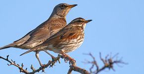 Kramsvogel en koperwiek / Martijn van Isselt Fotogalerij