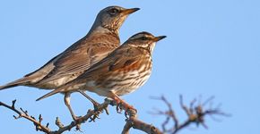 Kramsvogel en koperwiek / Martijn van Isselt Fotogalerij