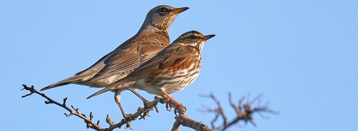 Kramsvogel en koperwiek / Martijn van Isselt Fotogalerij