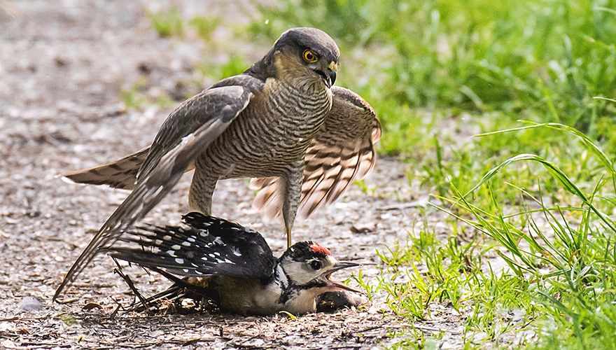 Sperwer en grote bonte specht / Jan Jongejan - Fotogalerij