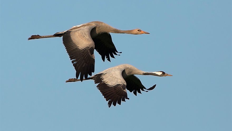 Kraanvogels / Birdphoto