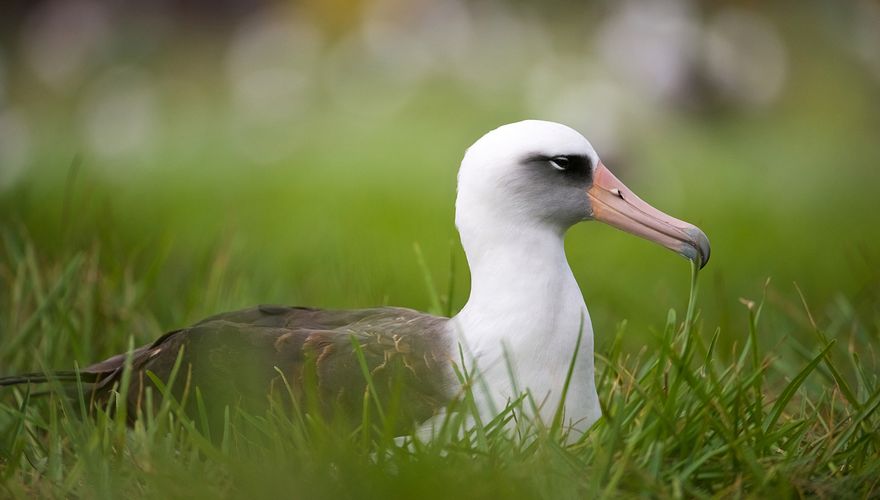 Laysan albatros / Shutterstock