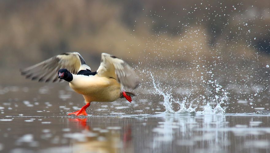 Grote zaagbek / Shutterstock