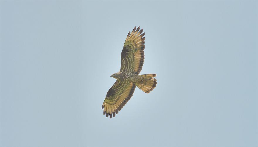 Wespendief / Wim van Barneveld