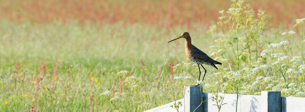 Grutto / Shutterstock