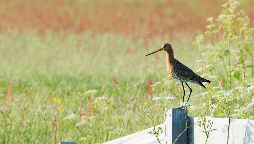 Grutto / Shutterstock