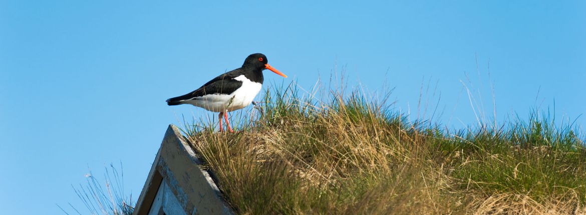 Scholekster / Shutterstock