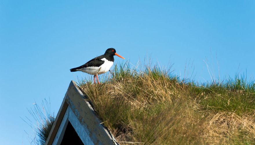 Scholekster / Shutterstock