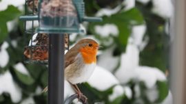 Roodborstje in de sneeuw