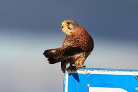 Torenvalk in de Winterse ochtendzon