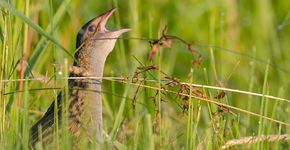 Kwartelkoning / Shutterstock