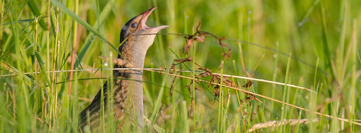 Kwartelkoning / Shutterstock