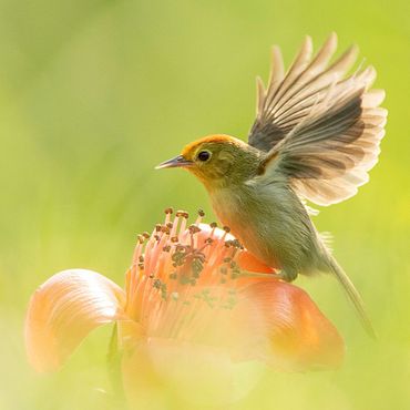 Rufous-capped Babbler / Marc Guyt AGAMI