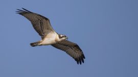 Visarend op verkenning