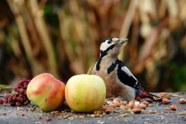 Grote bonte specht