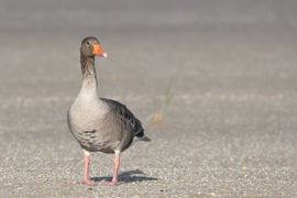 Op het strand