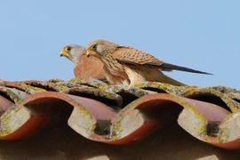 nieuw leven in voorbereiding