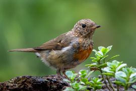 Jonge roodborst