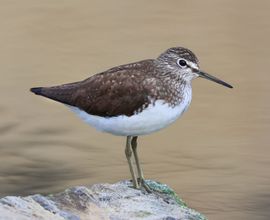 Green Sandpiper in Spring