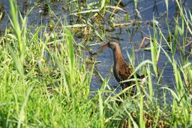 Je hoort me wel,maar je ziet me(bijna)nooit.