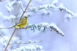 Groenling in de sneeuw