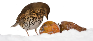 Zanglijster / Shutterstock