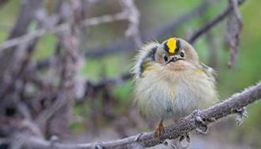 Goudhaan / Shutterstock