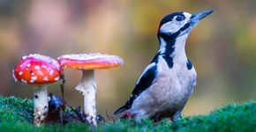 Grote bonte specht en paddestoelen / Shutterstock