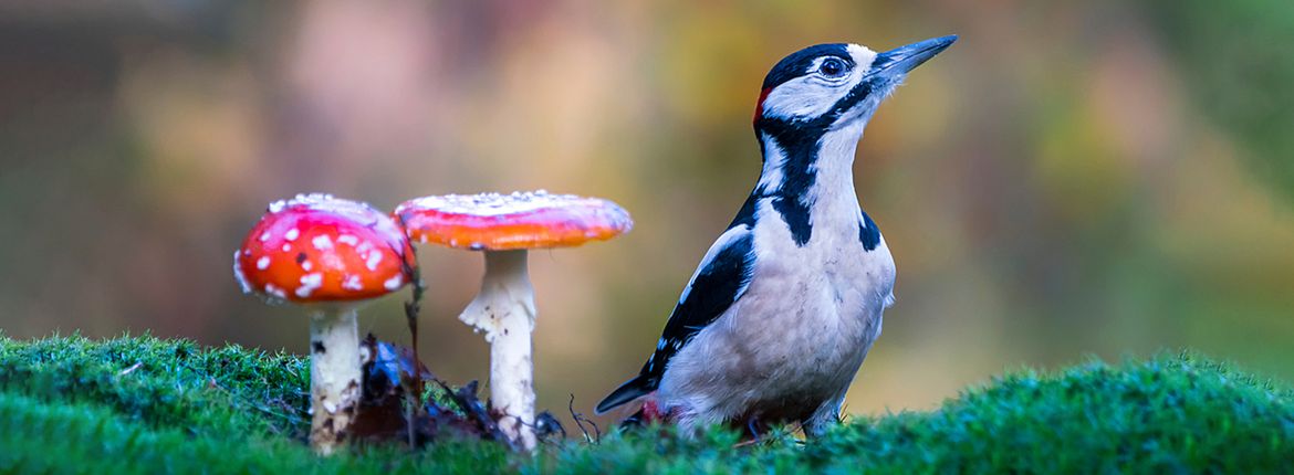 Grote bonte specht en paddestoelen / Shutterstock