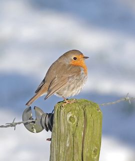 lekker in het zonnetje