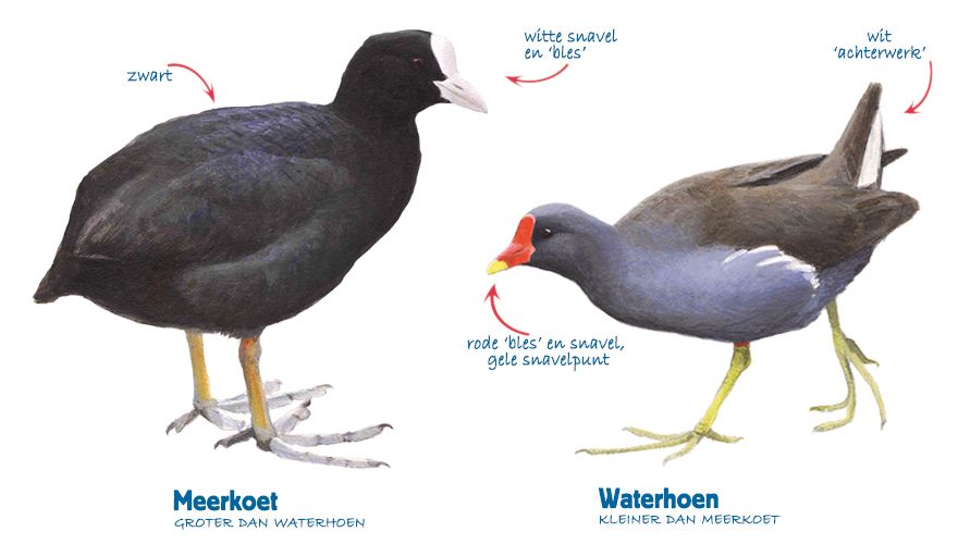 Infographic meerkoet-waterhoen