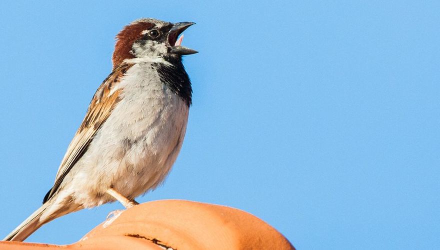 Huismus / AGAMI Marc Guyt